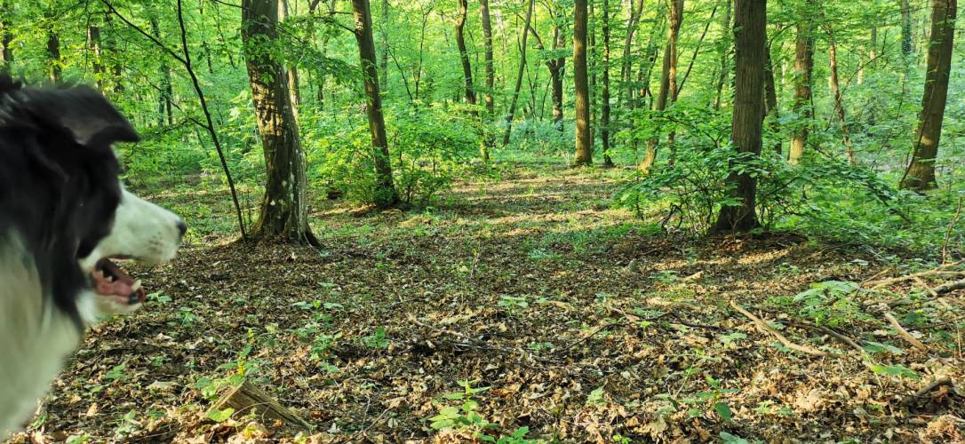 Streifgang Bisamberg